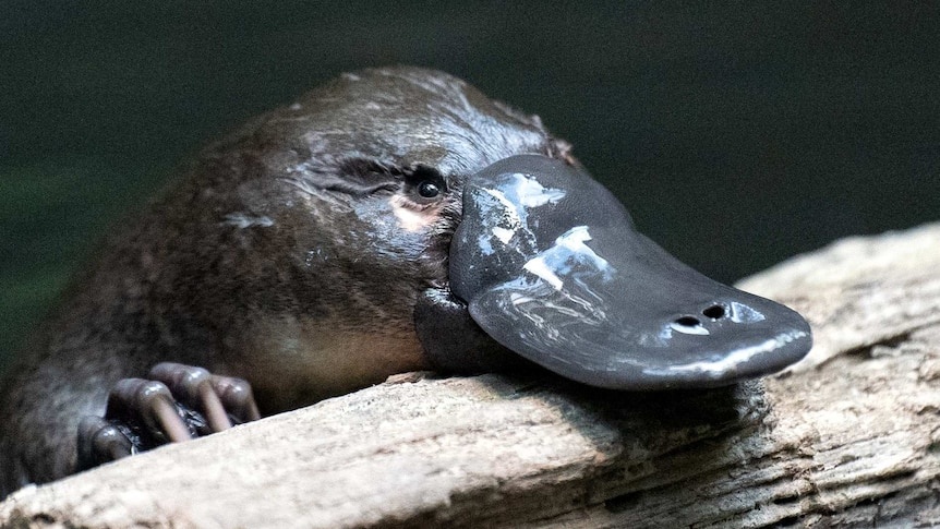 Du lich Tasmania anh 4