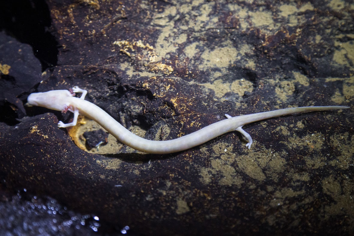 Rong o Slovenia anh 1