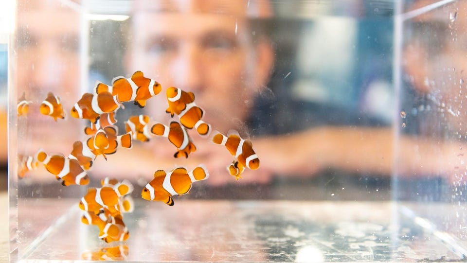 Du lich Nhat Ban,  Ca he anh 1