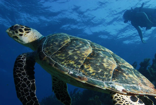 Du lich My,  San ho Florida anh 2