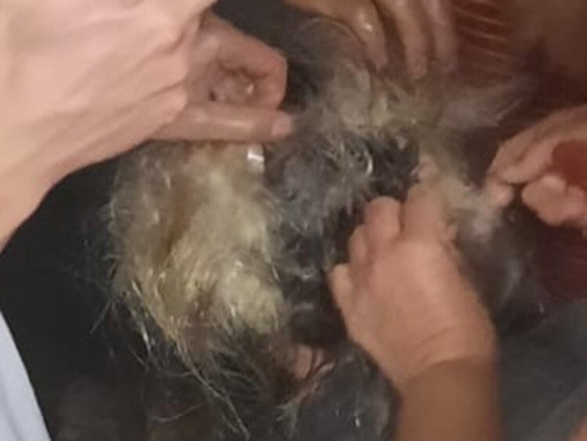 Du khach,  Su co du lich,  Cat toc,  Lan bien,  TikTok anh 1