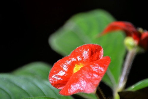 Hoa nu hon,  Du khach anh 7