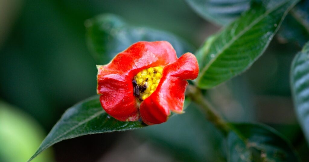 Hoa nu hon,  Du khach anh 6