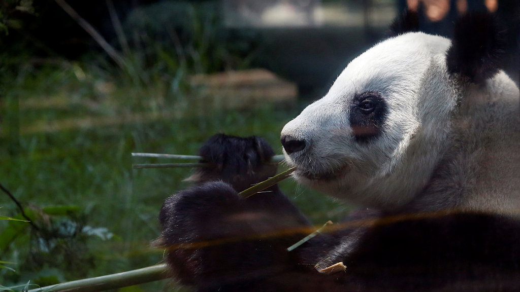 Du lich Mexico,  Gau truc Mexico,  Gau truc Xin Xin anh 5