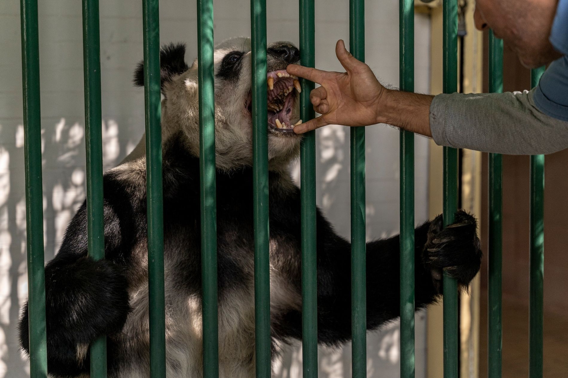 Du lich Mexico,  Gau truc Mexico,  Gau truc Xin Xin anh 9