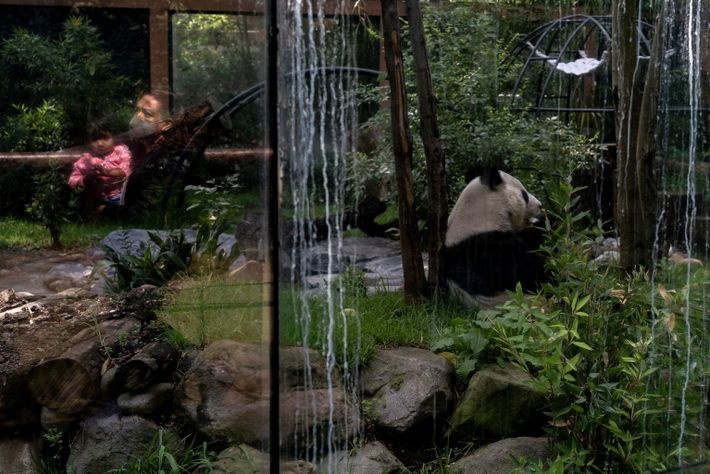 Du lich Mexico,  Gau truc Mexico,  Gau truc Xin Xin anh 1