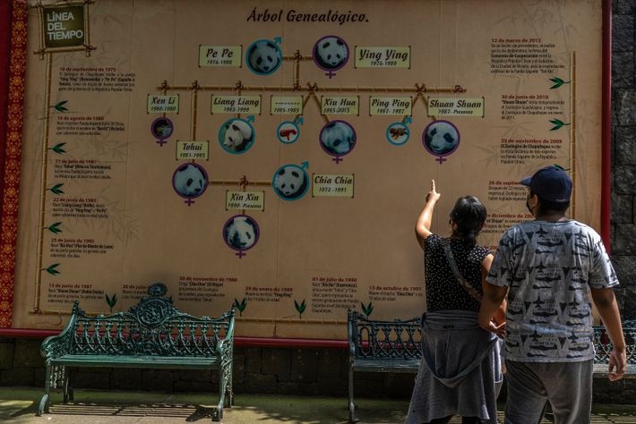 Du lich Mexico,  Gau truc Mexico,  Gau truc Xin Xin anh 3