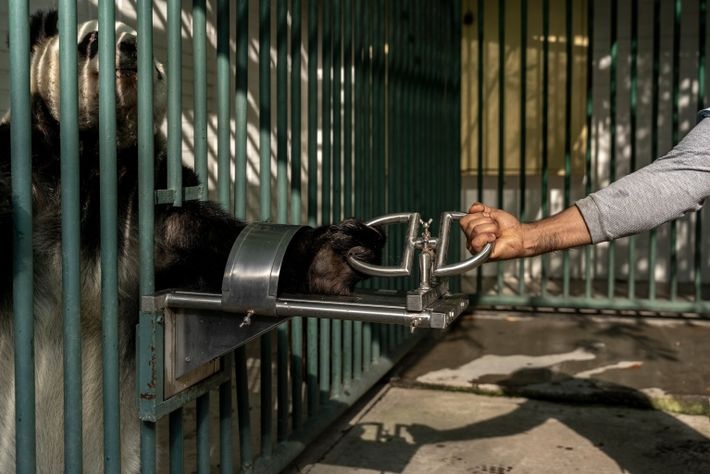 Du lich Mexico,  Gau truc Mexico,  Gau truc Xin Xin anh 8