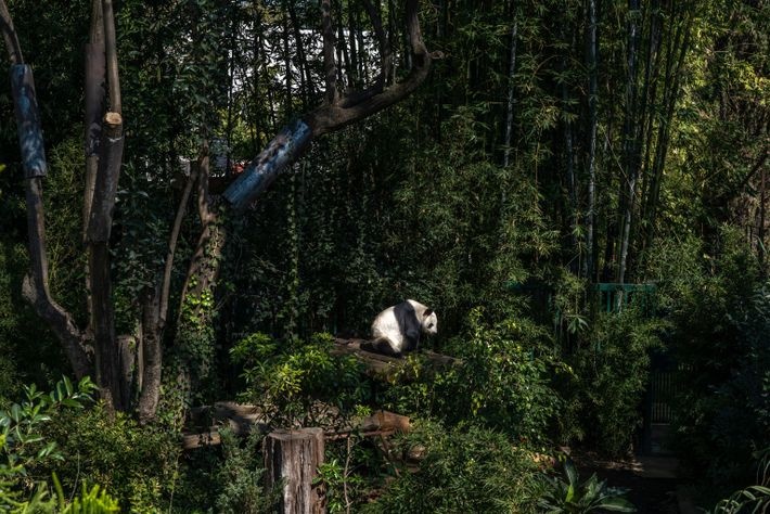 Du lich Mexico,  Gau truc Mexico,  Gau truc Xin Xin anh 17