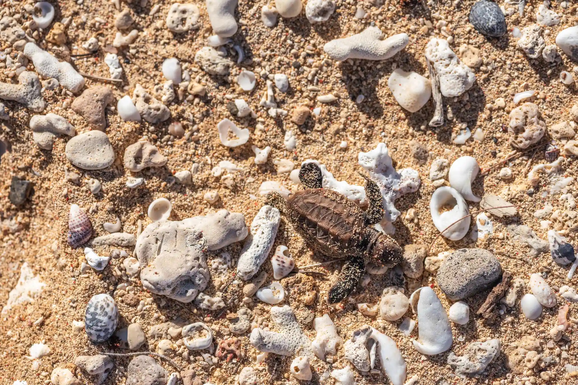 Du lich dao,  Dao Fiji,  Bao ton moi truong,  Du lich bien,  Bao ve rua bien anh 7
