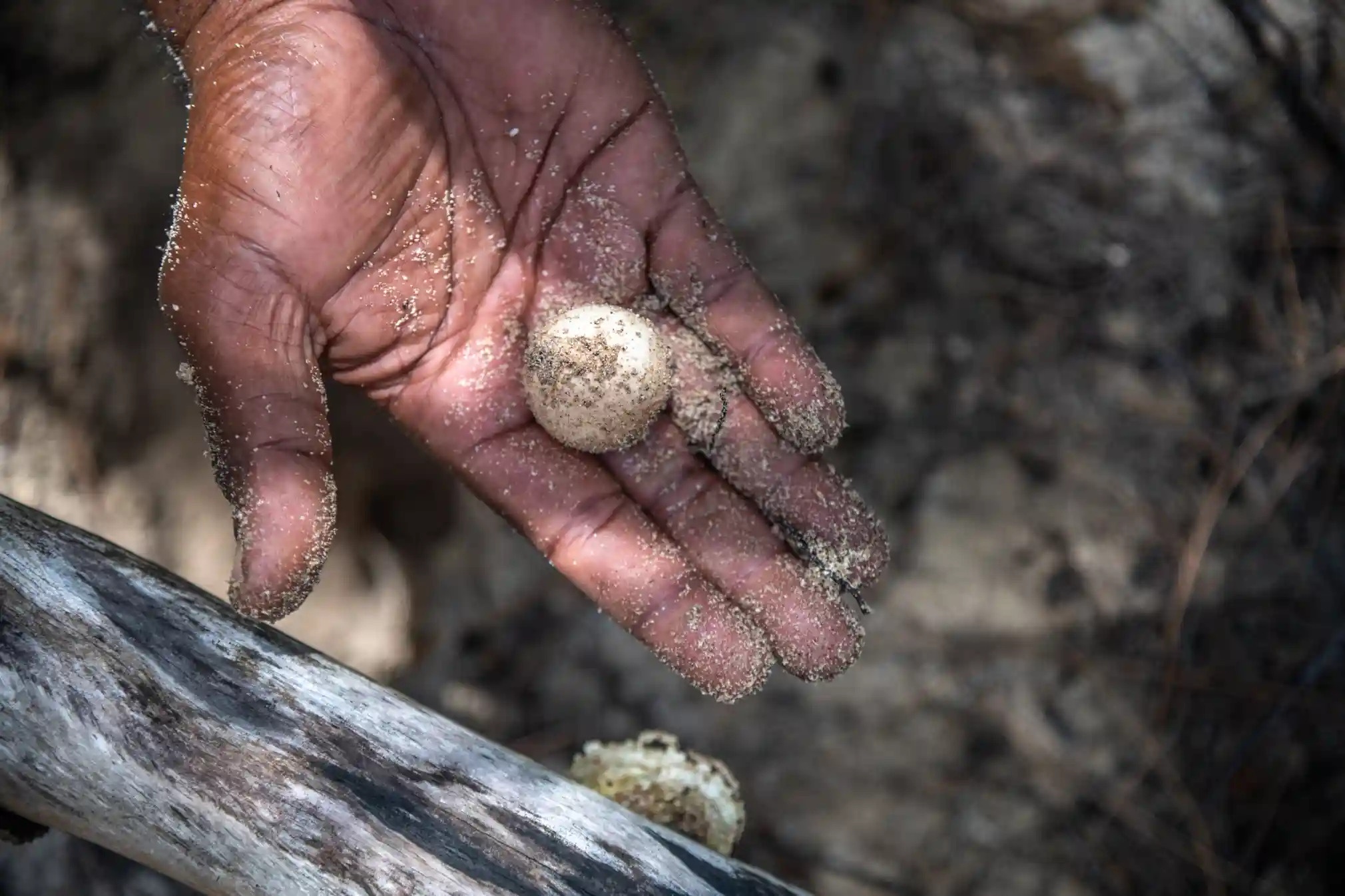 Du lich dao,  Dao Fiji,  Bao ton moi truong,  Du lich bien,  Bao ve rua bien anh 6