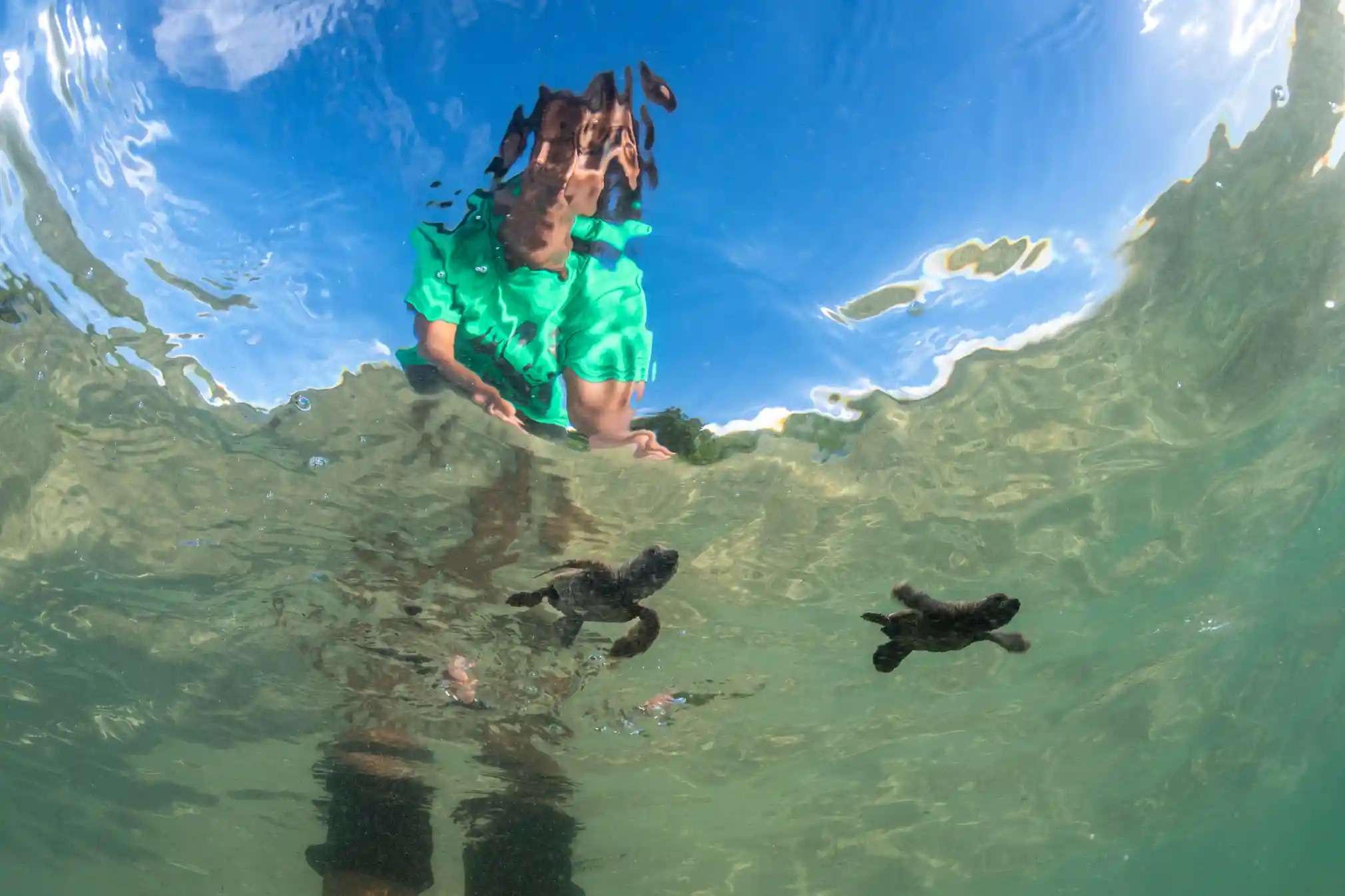 Du lich dao,  Dao Fiji,  Bao ton moi truong,  Du lich bien,  Bao ve rua bien anh 8