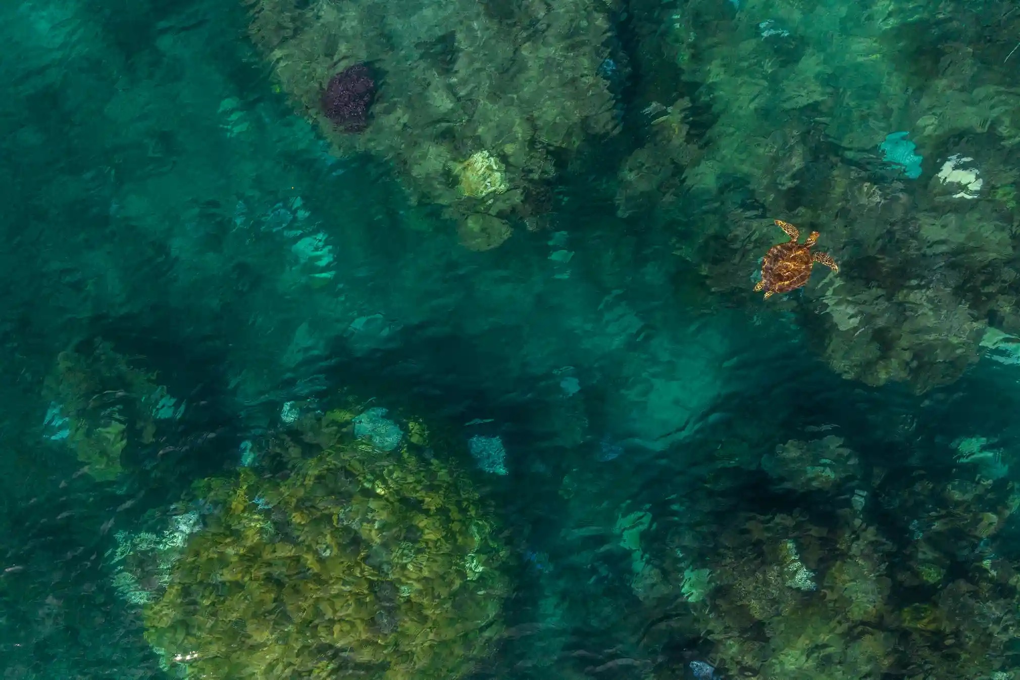 Du lich dao,  Dao Fiji,  Bao ton moi truong,  Du lich bien,  Bao ve rua bien anh 1