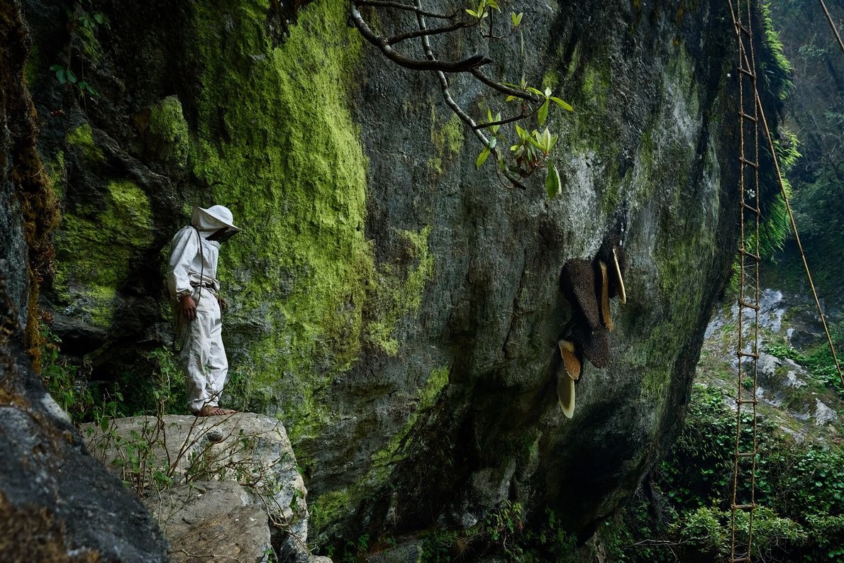 Du lịch Nepal,  Tộc người Gurung,  Ong lớn nhất,  Săn mật ong ảnh 6 Du lich Nepal,  Toc nguoi Gurung,  Ong lon nhat,  San mat ong anh 6