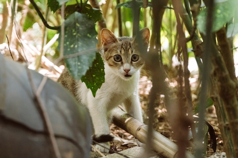 Dao Meo co that o Trung Quoc hinh anh