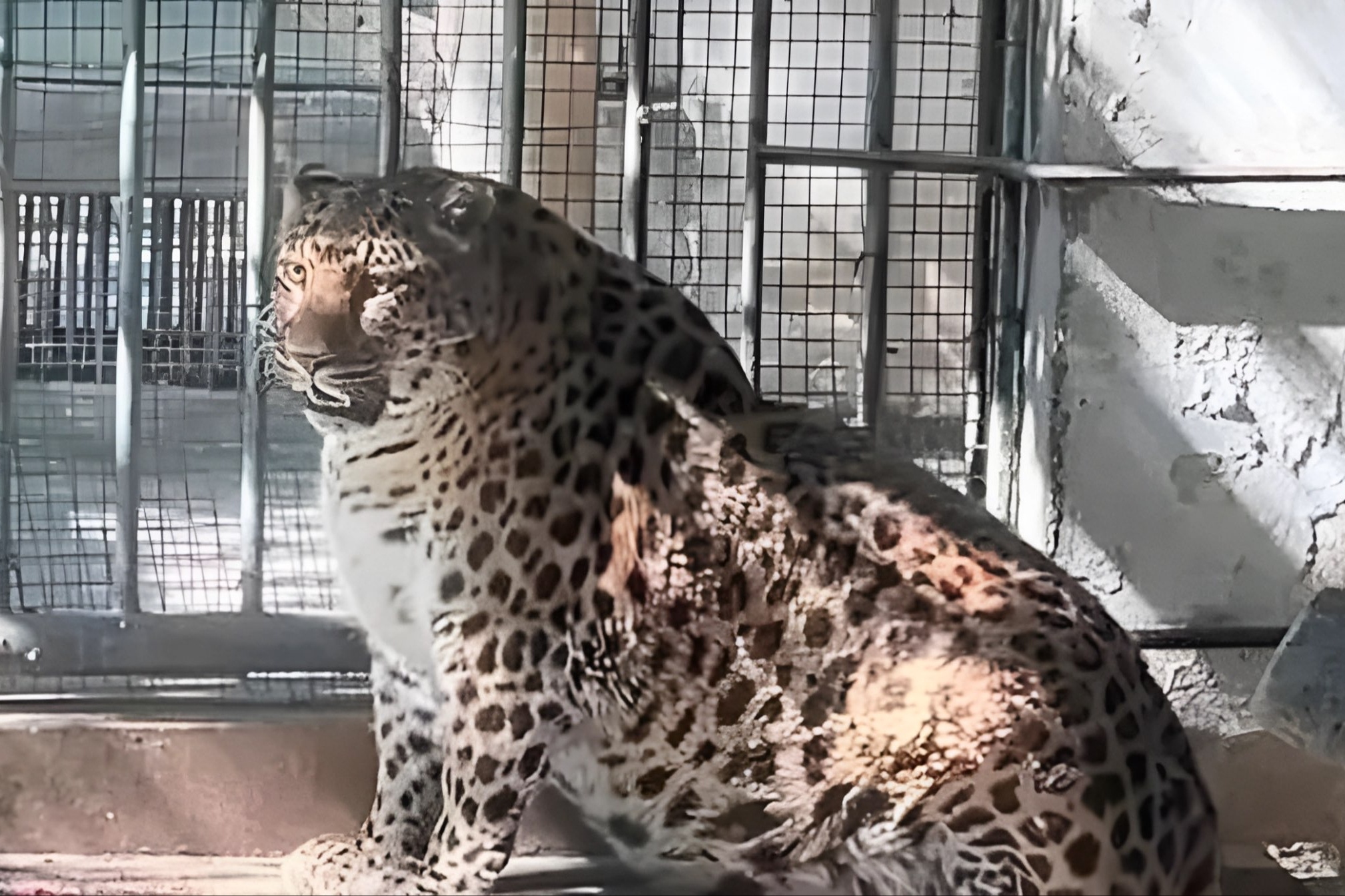 So thu o Trung Quoc gay tranh cai vi de dong vat beo phi hinh anh