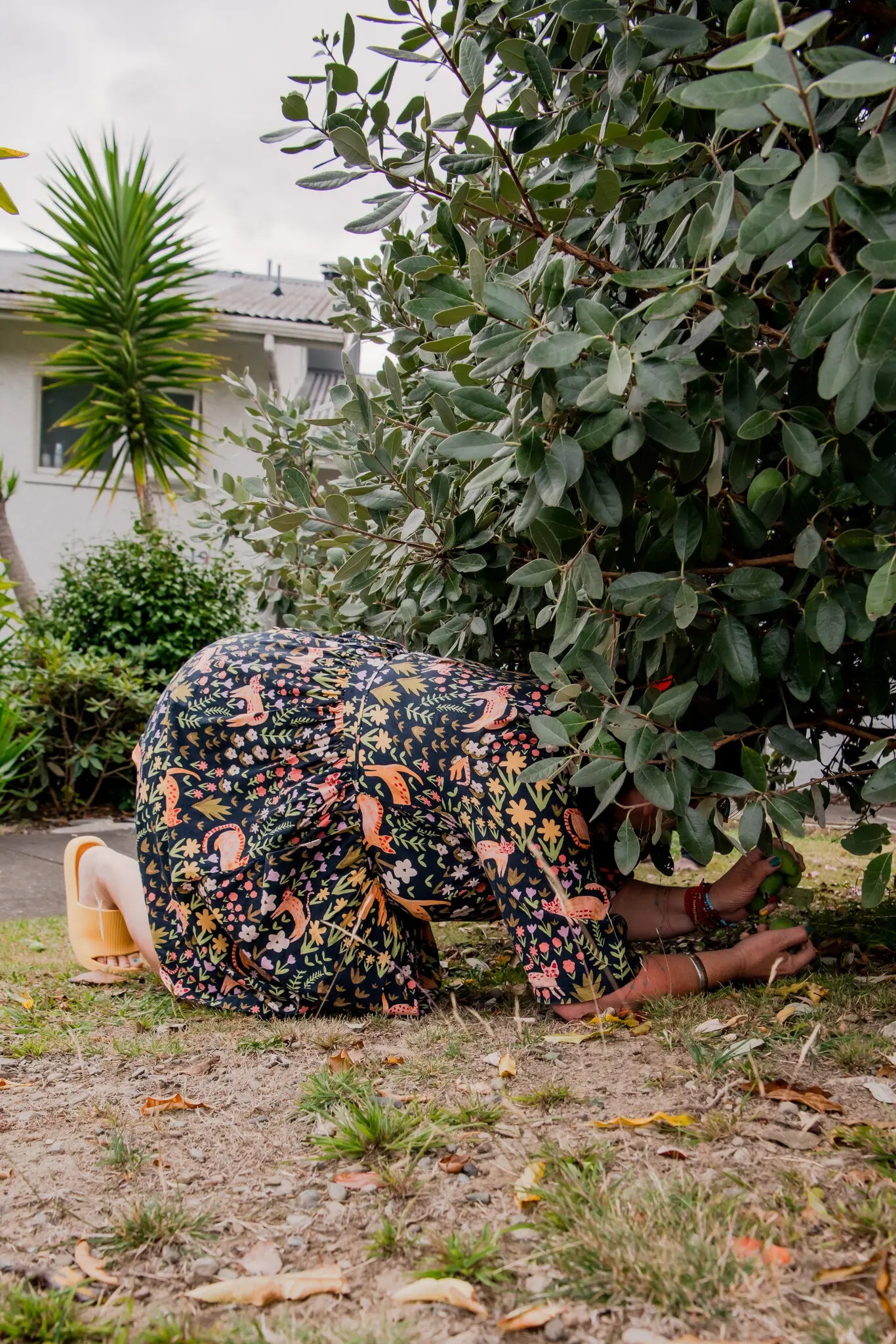 Trái cây New Zealand ảnh 8 Trai cay New Zealand anh 8