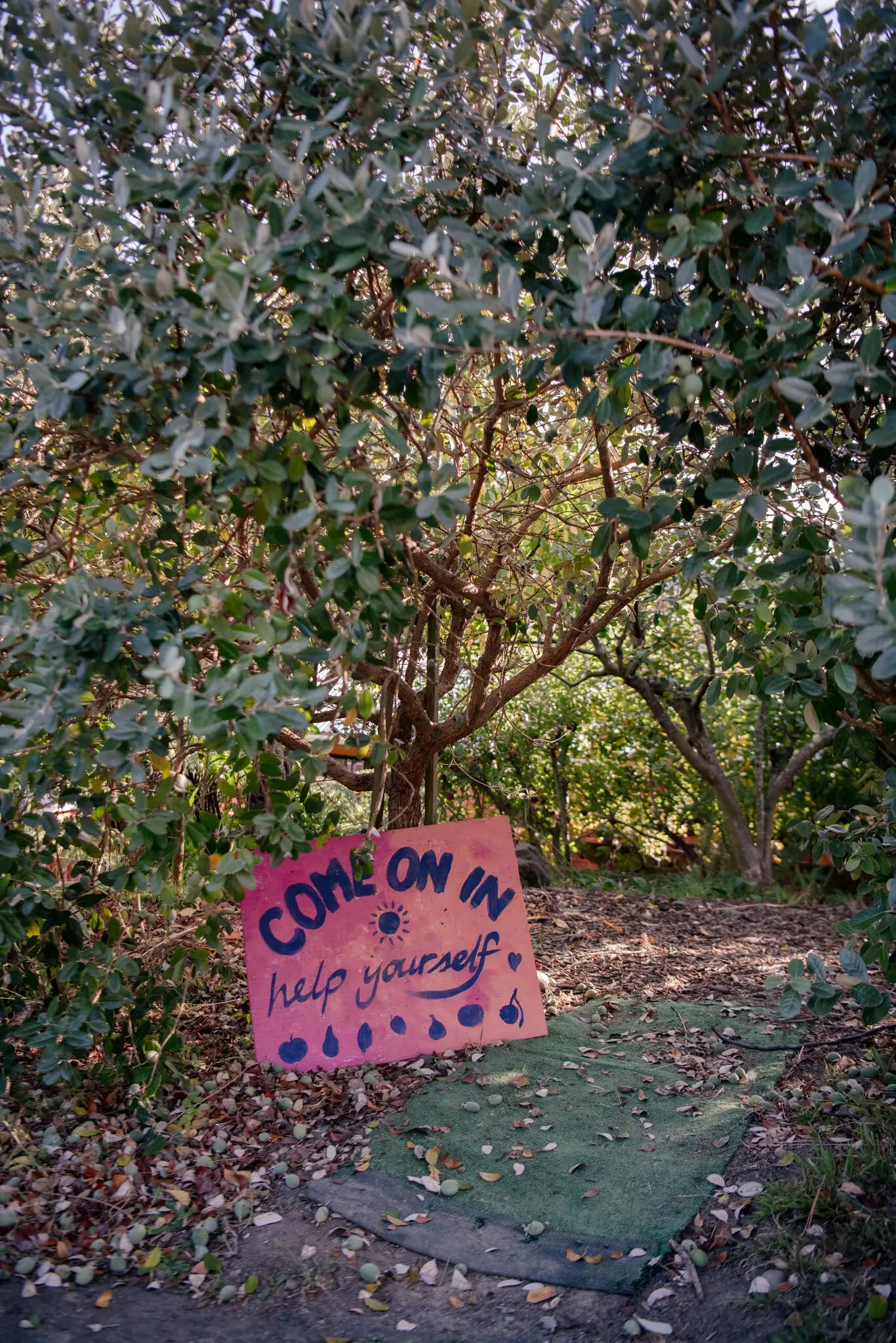 Trái cây New Zealand ảnh 9 Trai cay New Zealand anh 9