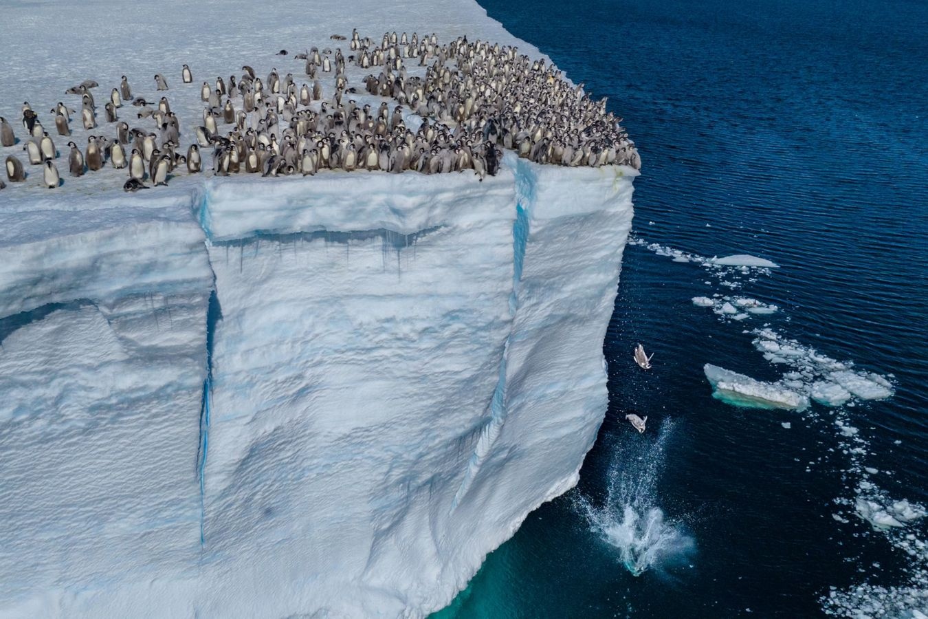 Chim canh cut Nam Cuc nhay xuong vach bang 15 m vi qua doi hinh anh