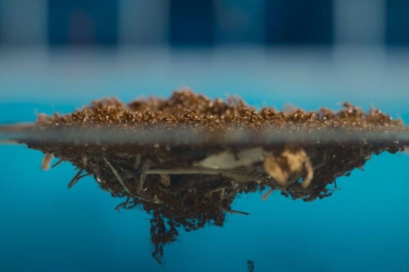 Hang trieu kien lua bam dinh, noi tren mat nuoc tim to moi hinh anh