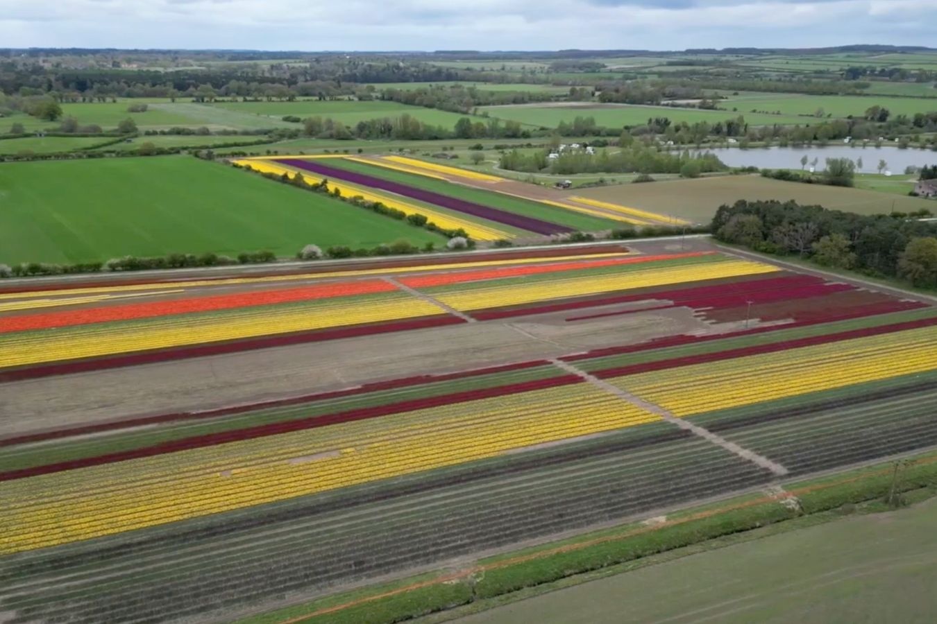 Hon nua trieu bong tulip no ro me hoac tai Anh hinh anh