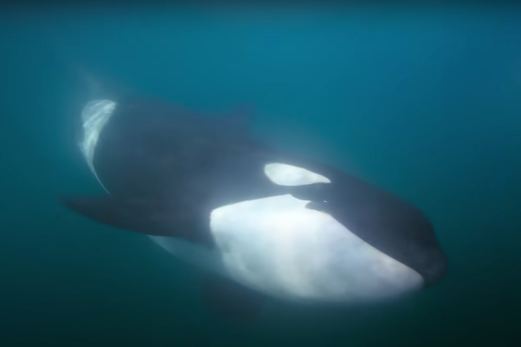 Tan mat xem ca voi sat thu dung do ca map trang hinh anh