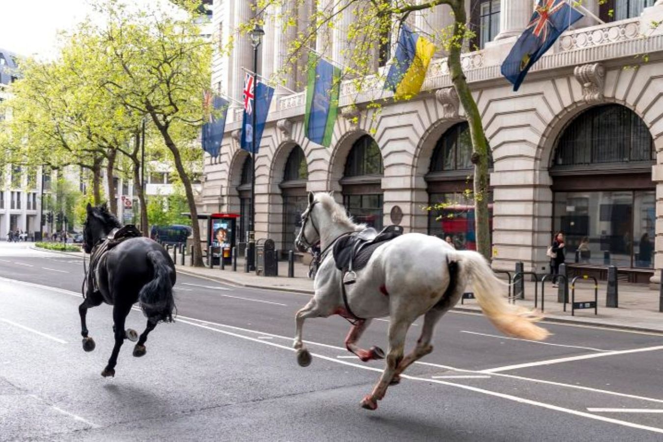 Hot hoang thay ngua chay tan loan giua duong pho London hinh anh