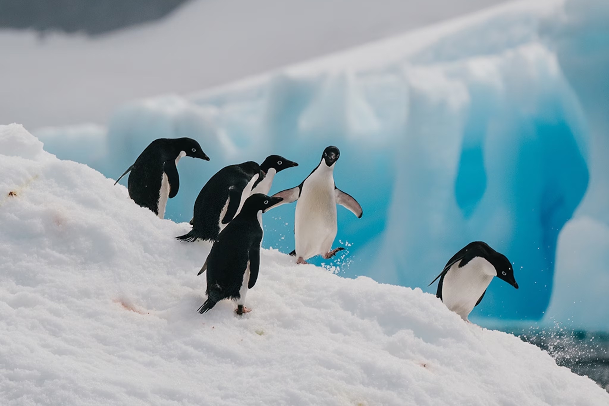 Chim canh cut Nam Cuc ngay truoc mat hinh anh