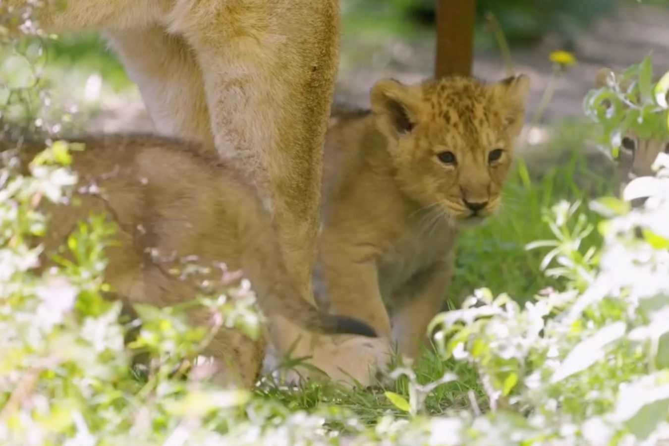 Ca so thu London xem su tu con choi dua voi me hinh anh