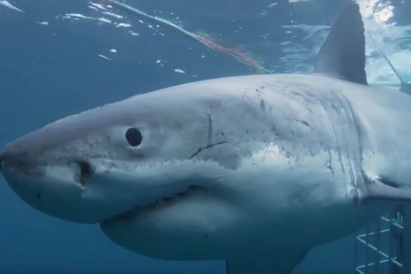 Chuyen gia chui long sat thi nghiem ca map tan cong nguoi hinh anh