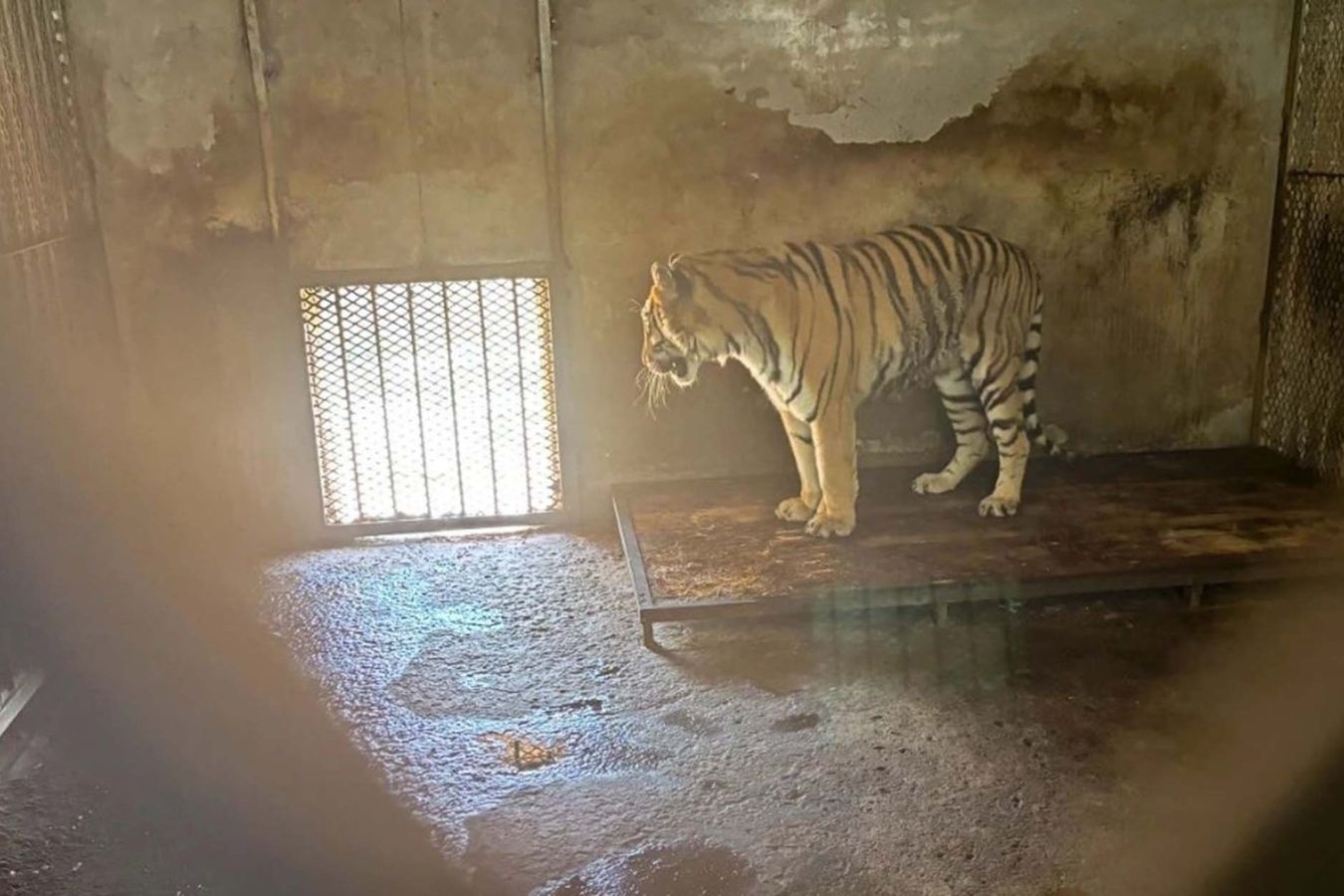 Dong vat hoang da,  Cong vien Fuyang anh 1