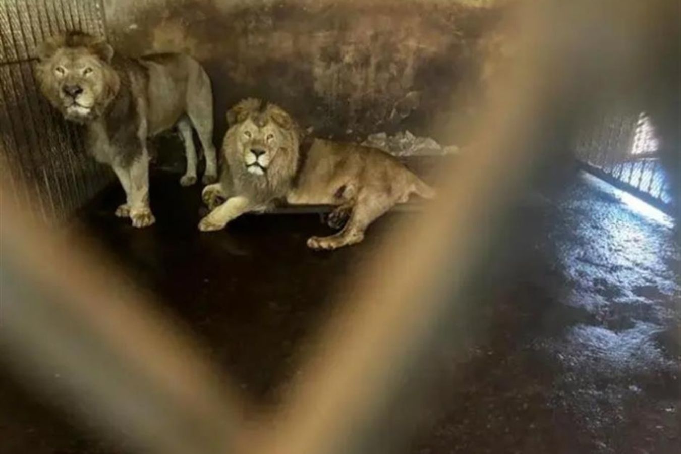 Dong vat hoang da,  Cong vien Fuyang anh 2