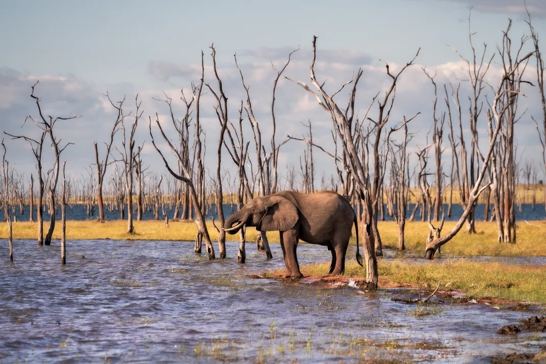 Du lich Chau Phi,  Hinh anh ve voi anh 3