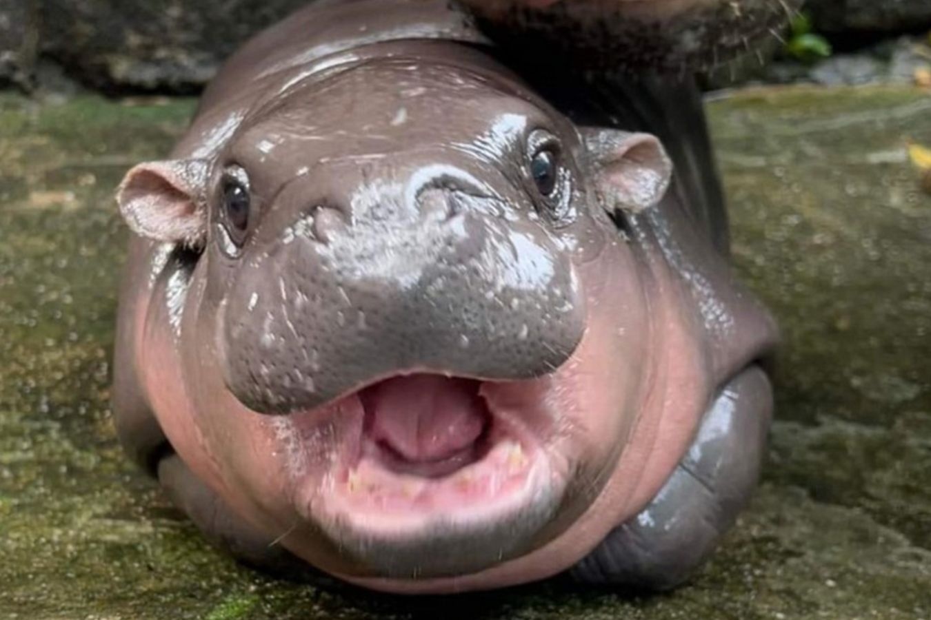 Ha ma noi tieng nhat Thai Lan bi khach nem do, tat nuoc hinh anh