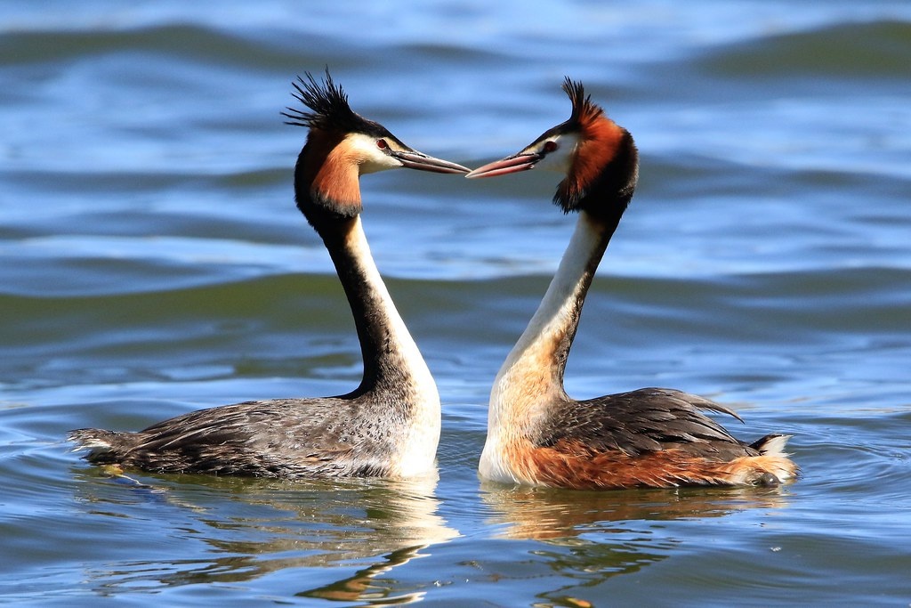 Chim cánh cụt hoiho,  Du lịch New Zealand ảnh 2 Chim canh cut hoiho,  Du lich New Zealand anh 2