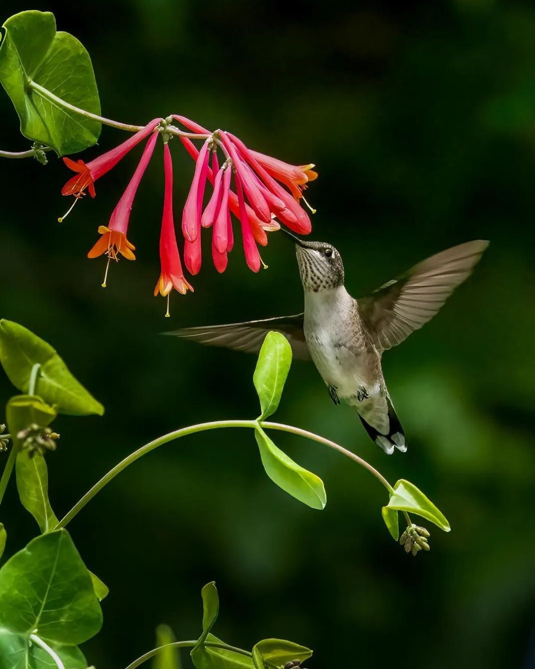 The gioi dong vat,  Bo anh ve chim anh 9