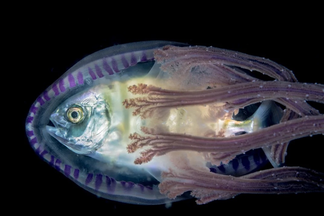 Hinh anh sua hiem,  Khoanh khac ky la anh 2