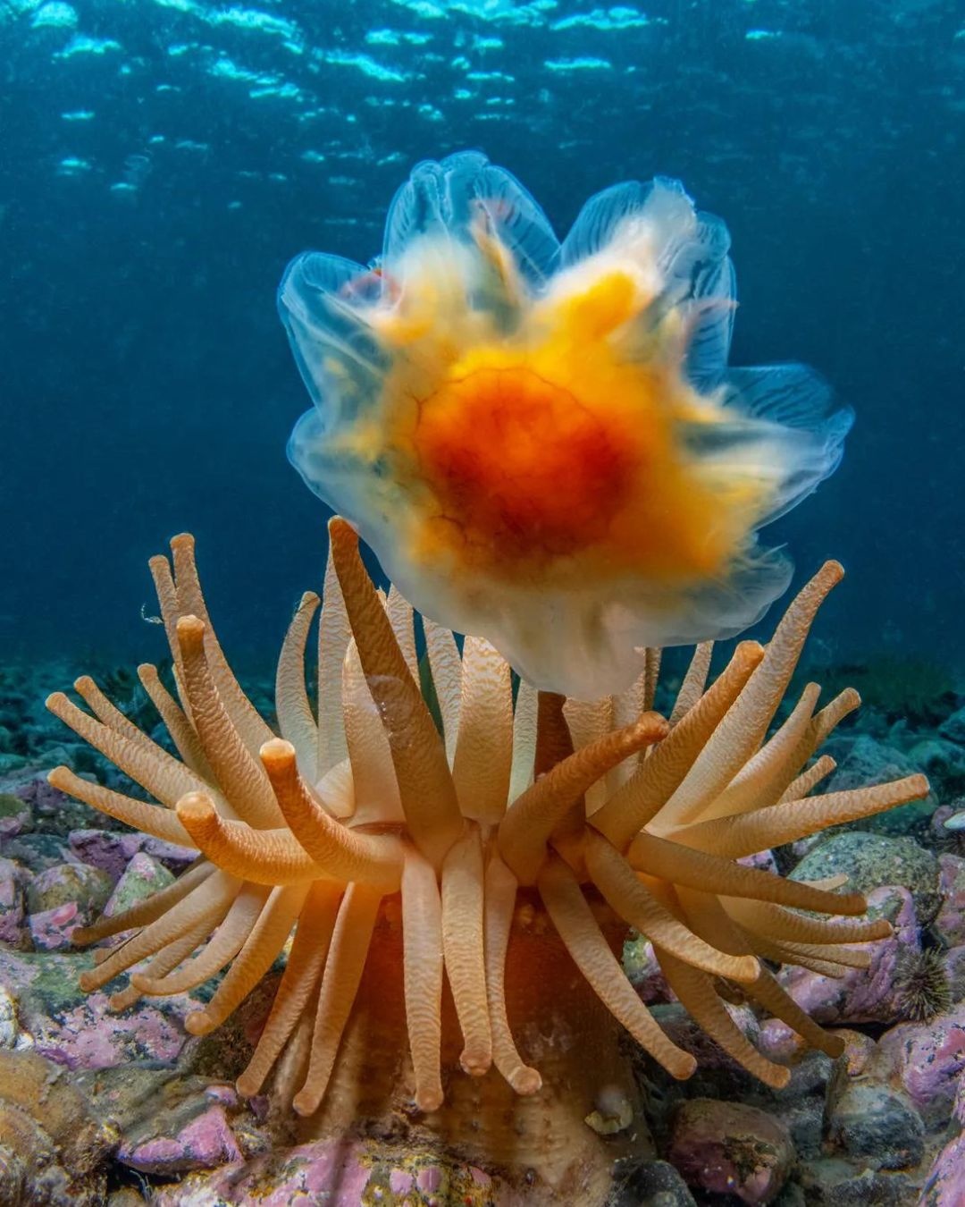 Hinh anh sua hiem,  Khoanh khac ky la anh 11