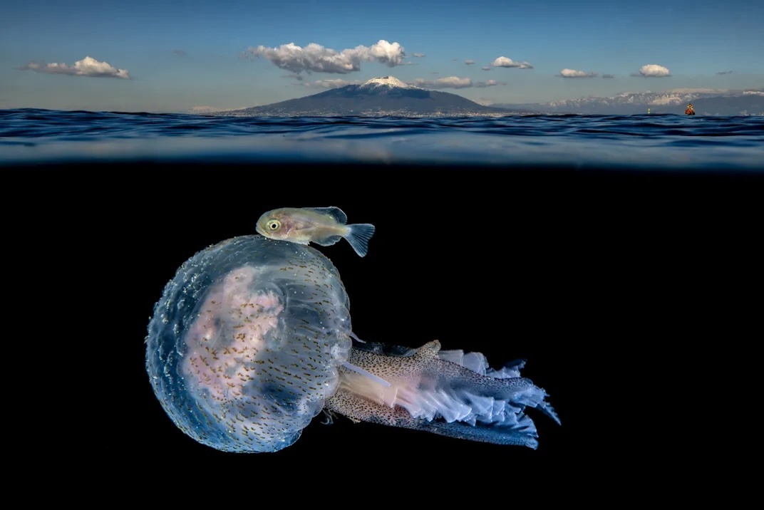 Anh ao dieu chua tung thay o loai sua hinh anh