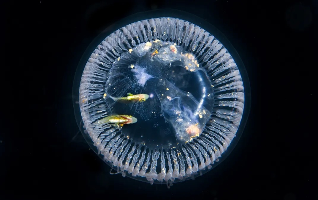 Hinh anh sua hiem,  Khoanh khac ky la anh 12