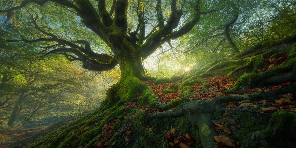 Nhiep anh Viet Nam,  Anh toan canh dep anh 3