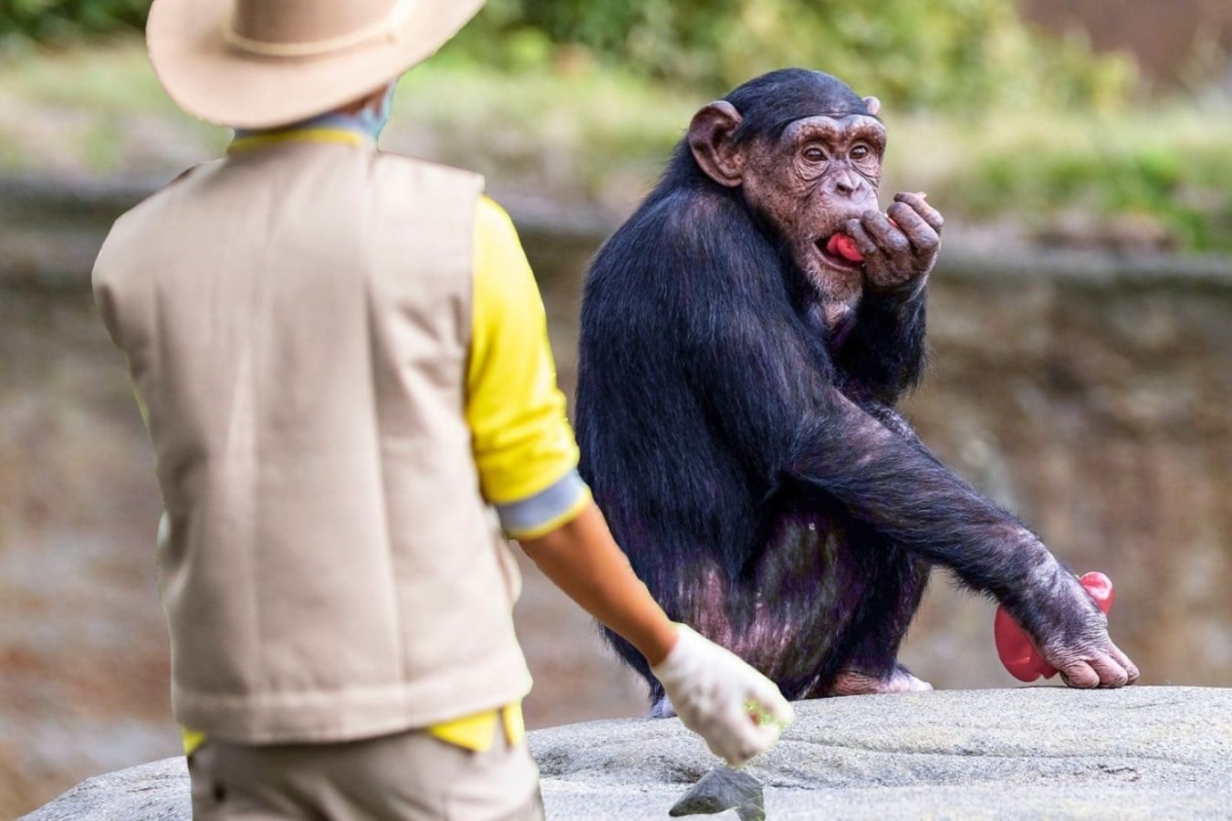 Nhan vien so thu Nhat Ban trom do an cua tinh tinh hinh anh