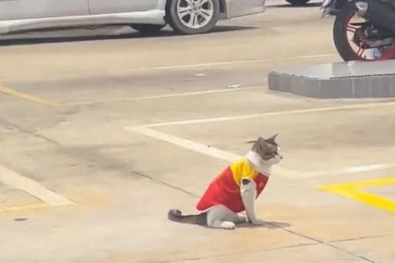 'Nhan vien' meo gay sot o tram xang Malaysia hinh anh