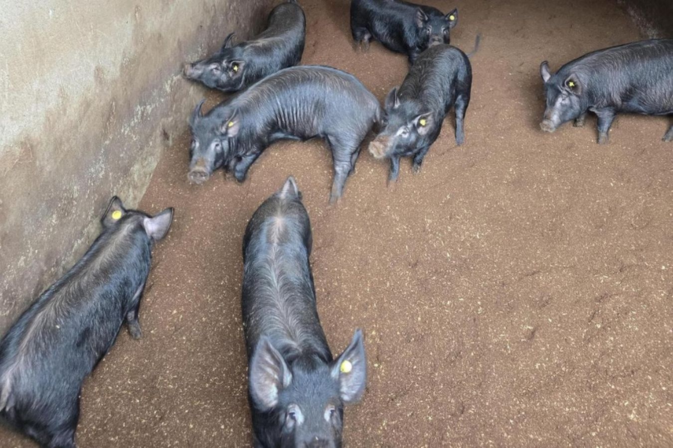 'Bau vat am thuc' cua Han Quoc sap bien mat hinh anh