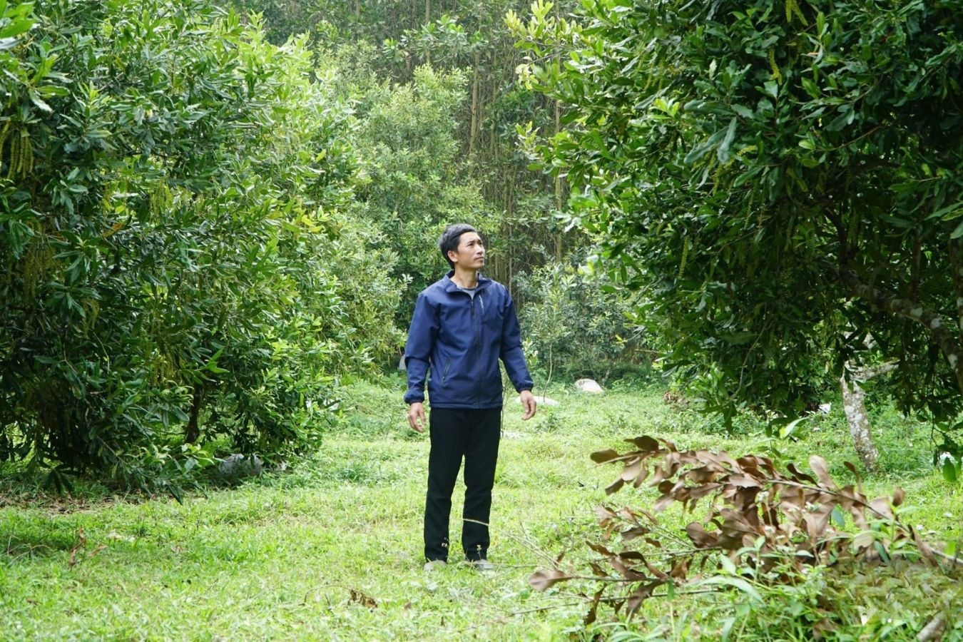 Cu nhan that nghiep ve que lam ong chu vuon ‘cay ty do’ o Thanh Hoa hinh anh