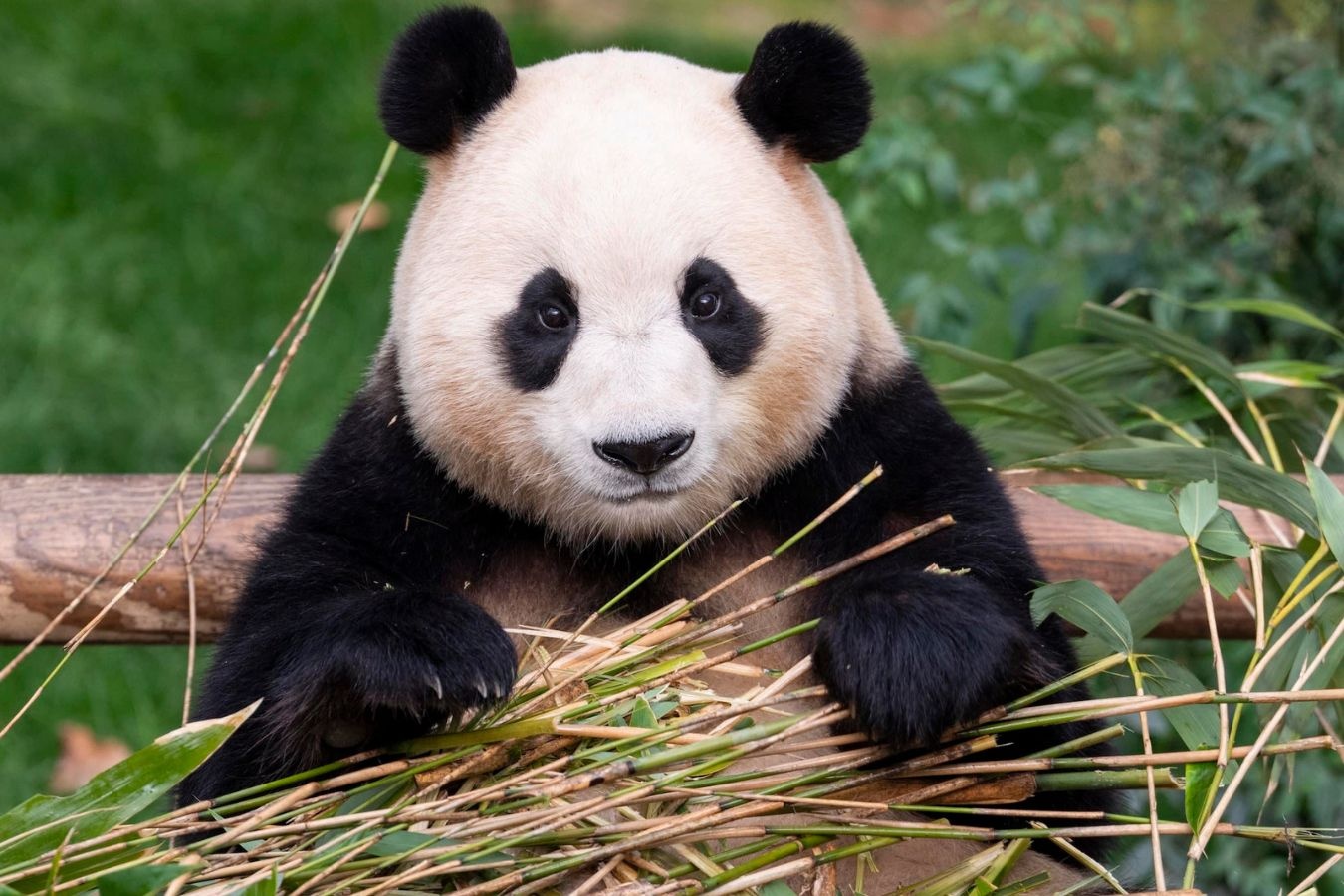 'Sieu sao' Fu Bao tai xuat hinh anh