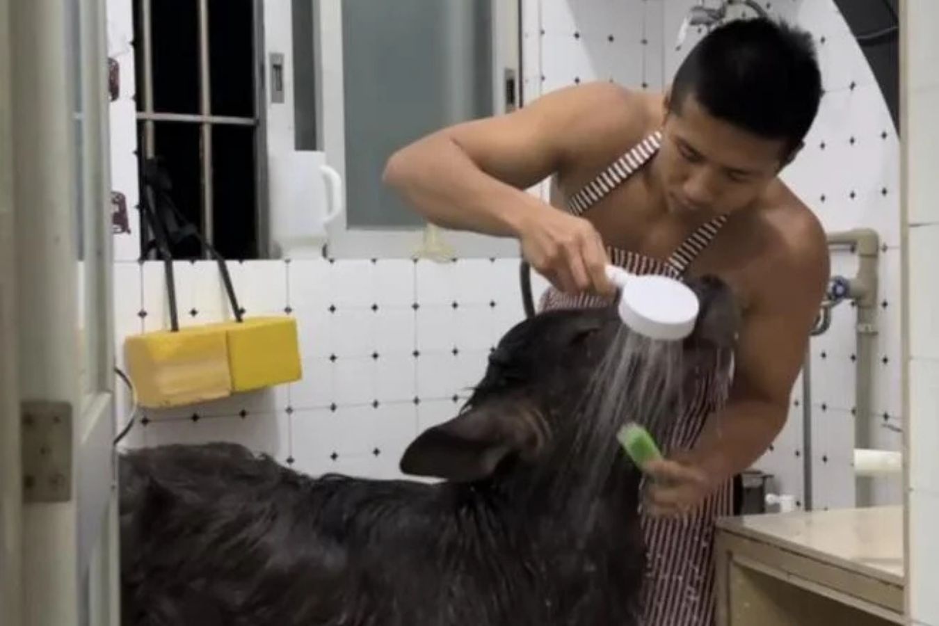 Cuu vo si gay sot vi nuoi trau trong can ho thue o Trung Quoc hinh anh