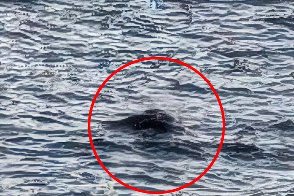 'Cu lua' ve quai vat ho Loch Ness hinh anh