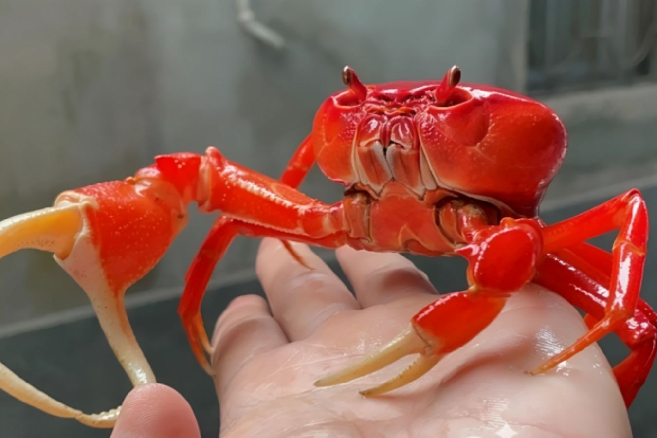 Thu vai tram trieu dong/thang nho ban cua canh nhieu mau sac hinh anh