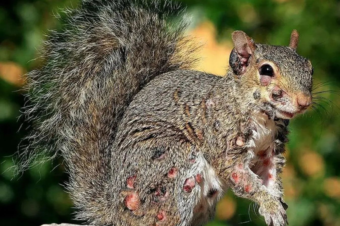 Het 'tho moc sung' den 'soc zombie' gay hoang mang o My hinh anh